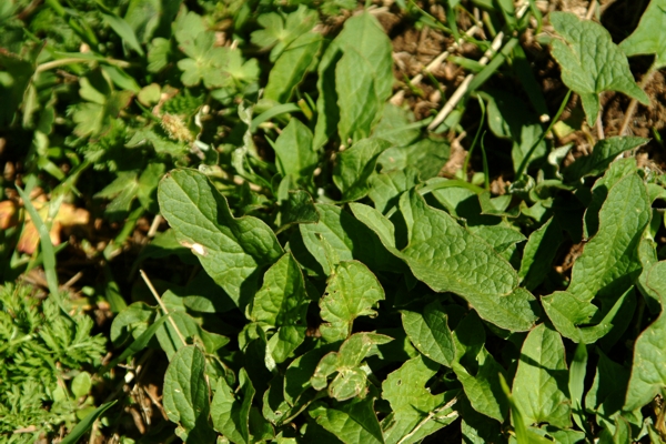 spinacio selvatico